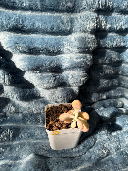 🇬🇧UK Pink Succulents Live Plant 2-3 Years Big Very Rare Graptopetalum amethystinum (Rose)Walther (No.33)