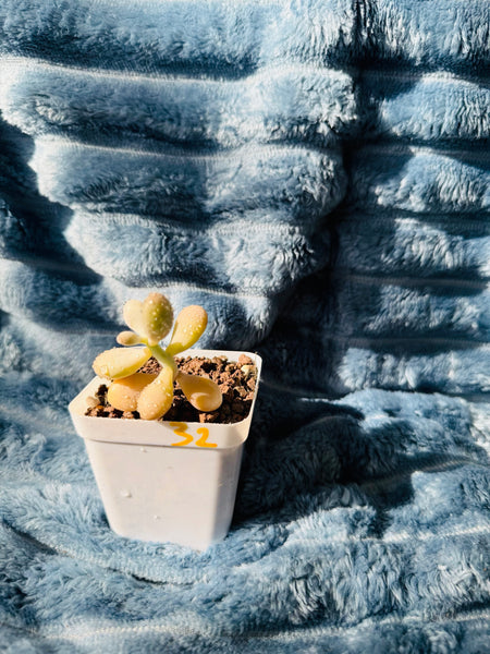🇬🇧UK Pink Succulents Live Plant 2-3 Years Big Very Rare Graptopetalum amethystinum (Rose)Walther (No.32)