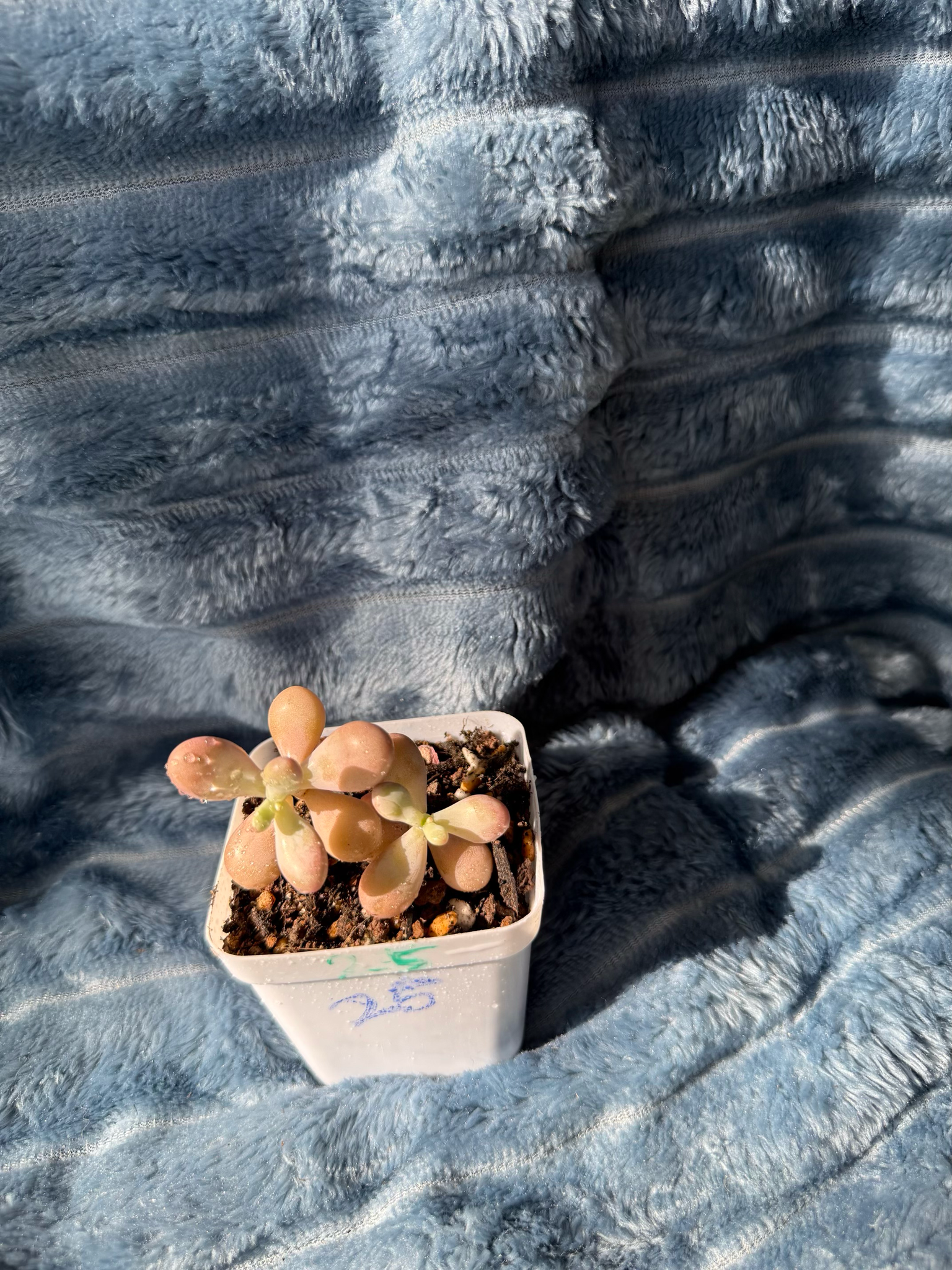 🇬🇧UK Pink Succulents Live Plant 2-3 Years Big Very Rare Graptopetalum amethystinum (Rose)Walther (No.26)