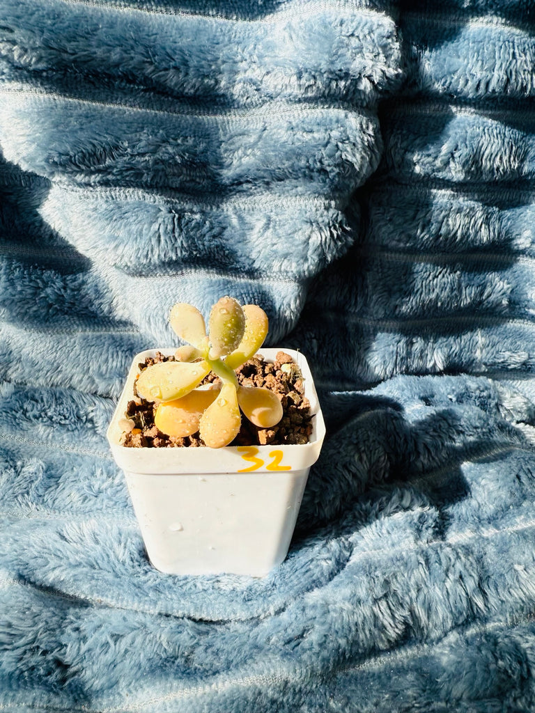 🇬🇧UK Pink Succulents Live Plant 2-3 Years Big Very Rare Graptopetalum amethystinum (Rose)Walther (No.32)