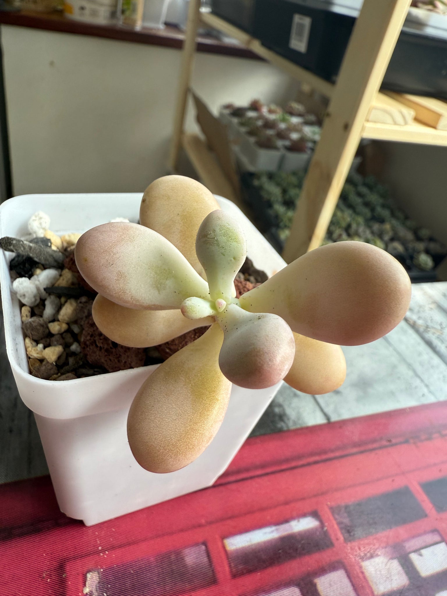 🇬🇧UK Pink Succulents Live Plant 4-5 Years Big Very Rare Graptopetalum amethystinum (Rose)Walther (No.12)