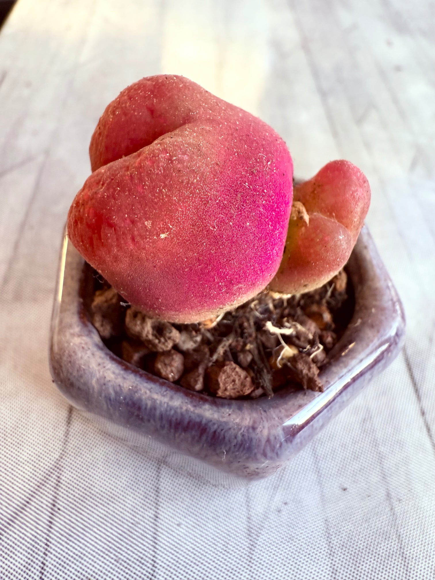 🇬🇧UK Rare Succulents Peach Dome Conophytum Maughanii 3-4 cm Red/ Hot Pink Color- No.51