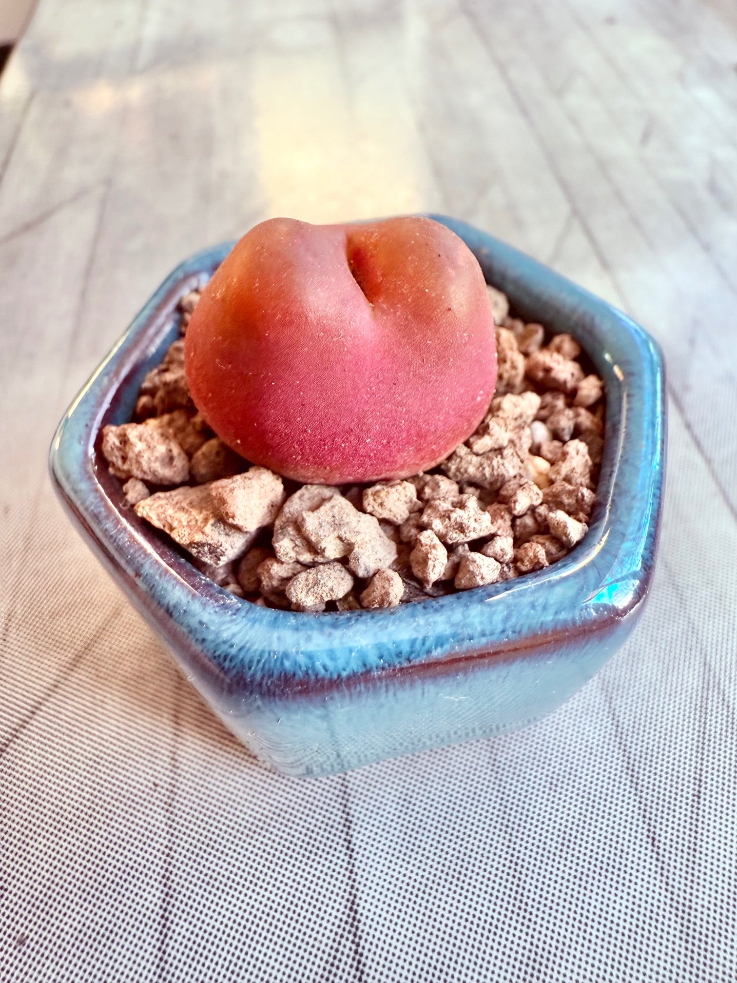🇬🇧UK Rare Succulents Peach Dome Conophytum Maughanii 2-3 cm Red Color- No.51