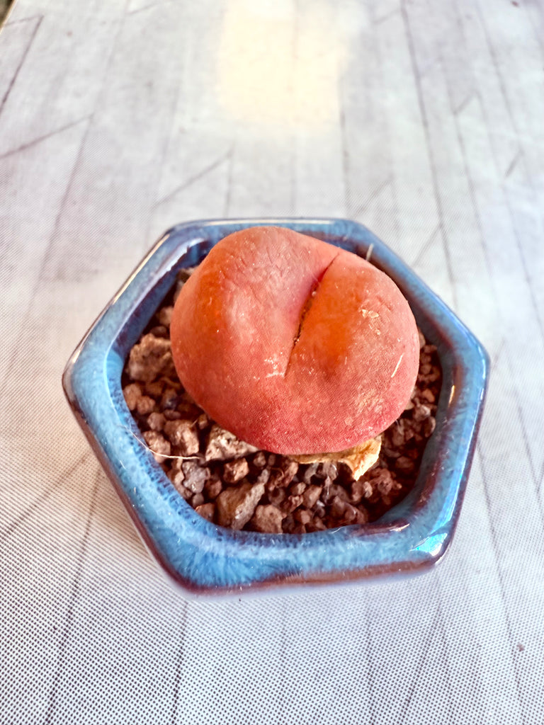 🇬🇧UK Rare Succulents Peach Dome Conophytum Maughanii 2-3 cm Red/Orange Color