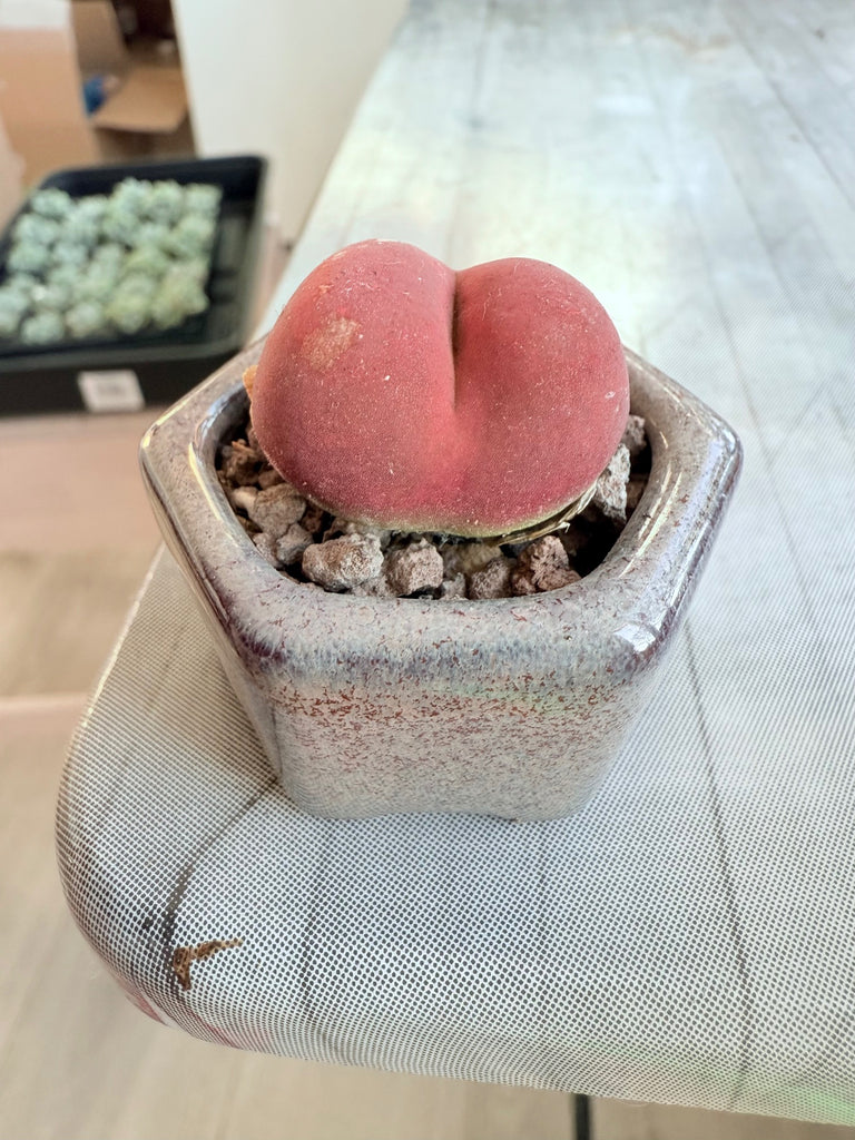 🇬🇧UK Rare Succulents Peach Dome Conophytum Maughanii 2-3 cm Red Color- No.50