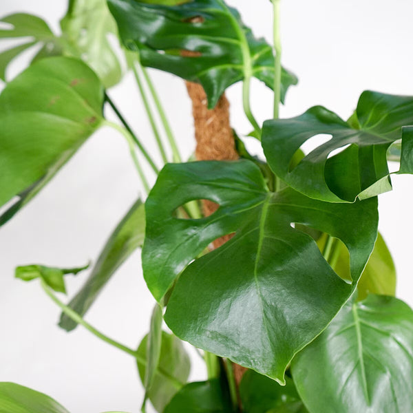 Monstera 1M Potted Plant, 4 Litre – CHERISH LEWIS
