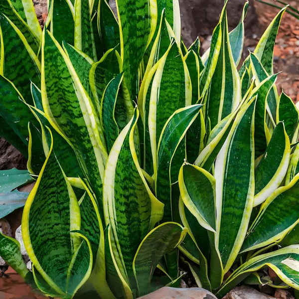 Real Snake Plant Sansevieria Trifasciata Superba seeds Low Maintenance Indoor House Plant in Pot, Mother in Law Tongue Sansevieria Plant