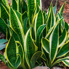 Real Snake Plant Sansevieria Trifasciata Superba seeds Low Maintenance Indoor House Plant in Pot, Mother in Law Tongue Sansevieria Plant