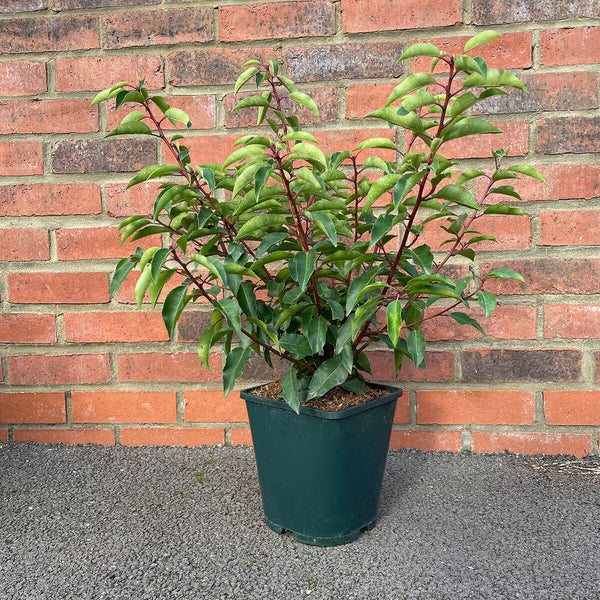 Prunus Lusitanica Portugese Laurel Potted Evergreen Shrub