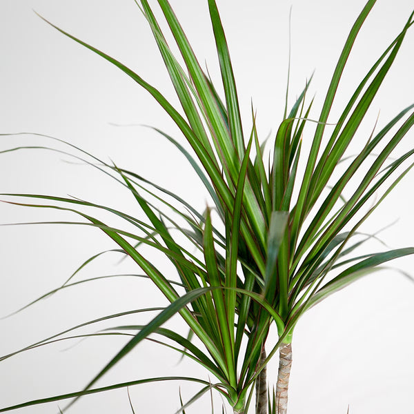 Dragon Tree 1M Potted Plant, 4 Litre