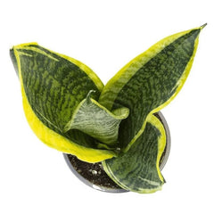 Real Snake Plant Sansevieria Trifasciata Superba seeds Low Maintenance Indoor House Plant in Pot, Mother in Law Tongue Sansevieria Plant