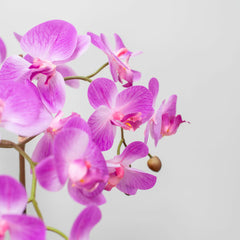 Artificial Orchid in Ceramic Pot in Pink
