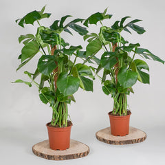 Monstera 1M Potted Plant, 4 Litre