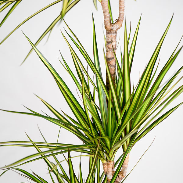 Dragon Tree Lemon & Lime 1M Potted Plant, 4 Litre
