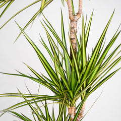 Dragon Tree Lemon & Lime 1M Potted Plant, 4 Litre