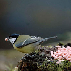 Unipet High Energy Berry Suet Pellets 500g Wild Bird Food for All Year Feeding