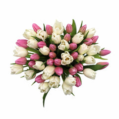 50 Stem Mother'S Day Tulip Bouquet with Greetings Card
