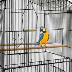 Large Metal Bird Cage for Budgie Parakeet Canary Cockatiel Finch or Lovebird by Crystals (Black)