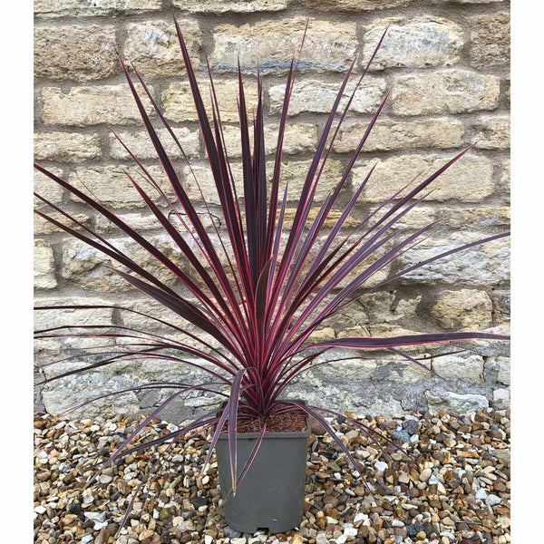 Cordyline Charlie Boy Potted Evergreen Shrub