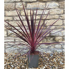 Cordyline Charlie Boy Potted Evergreen Shrub