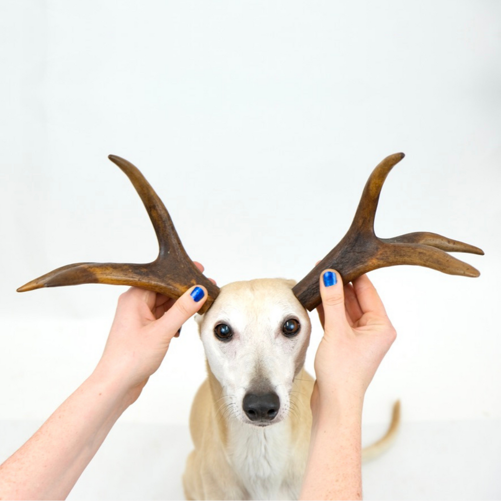 Antlers (S, M, L & XL - 1pc)