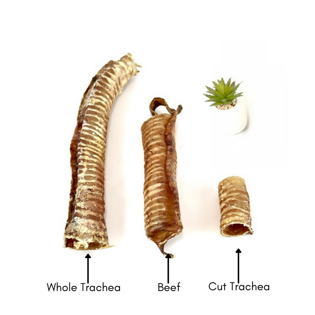 Cut Trachea 